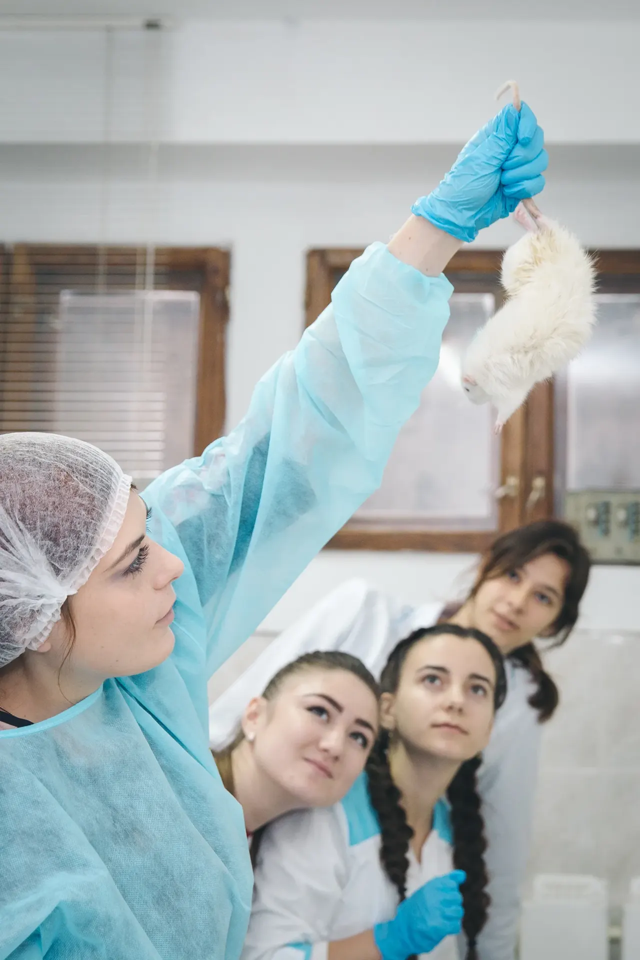 Beyaz bir laboratuvar faresi, eldivenli bir elin üzerinde duruyor.