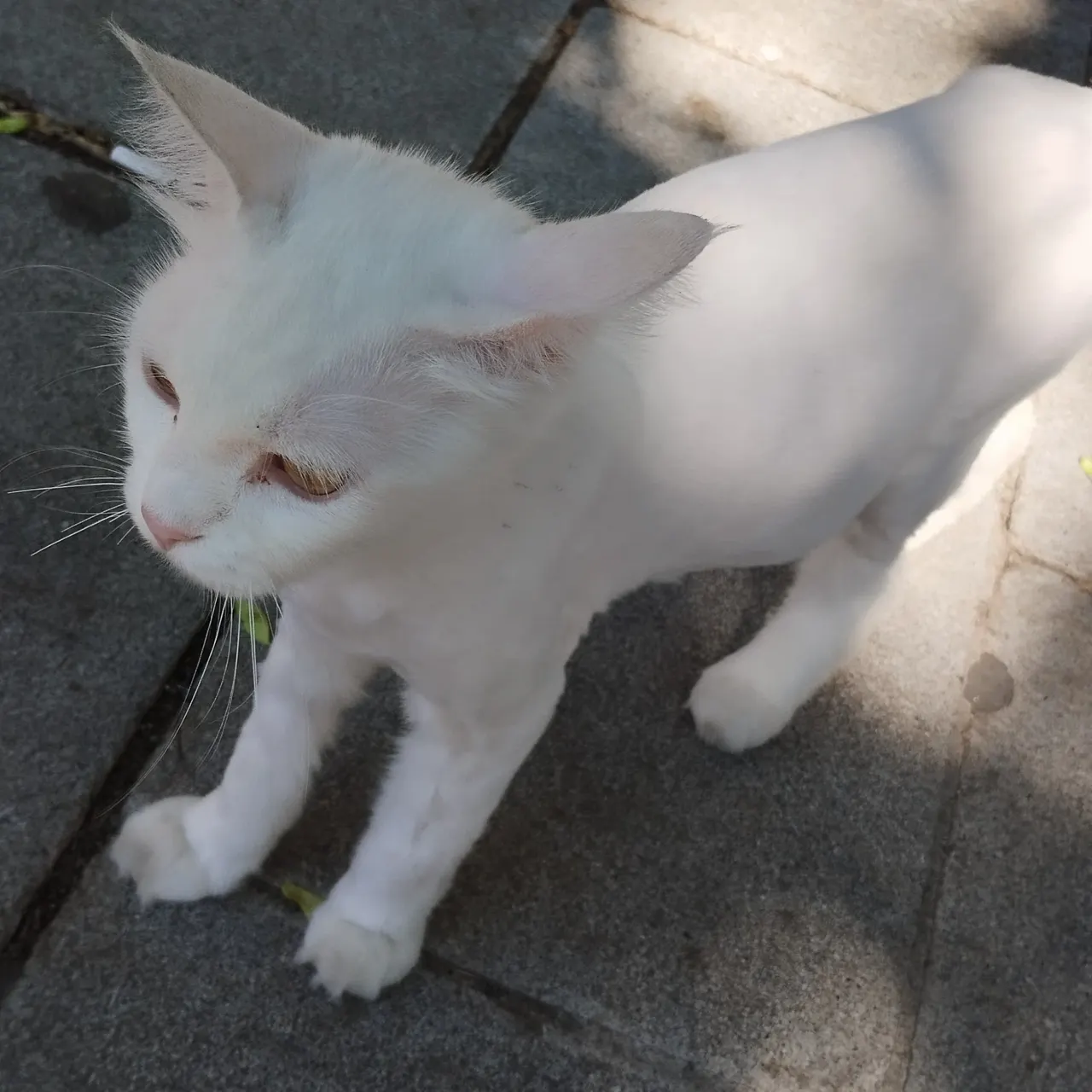Özet geçiyorum 🐾🌲