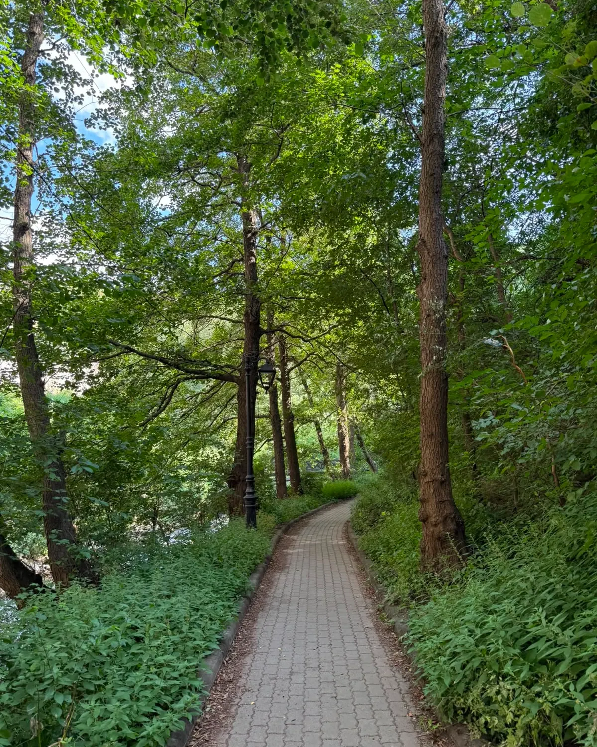 Özet geçiyorum 🐾🌲