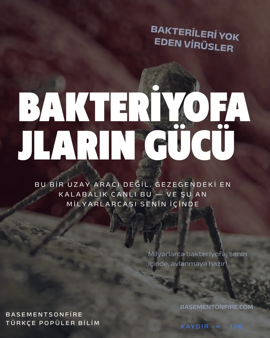 Karşınızda bakteriyofaj: "bakteri yiyen" virüs. Gezegendeki en kalabalık canlı — sayıları evrendeki tüm yıldızlardan kat kat fazla ve şu an milyarlarcası senin içinde sessizce bakteri avlıyor.
Avlanışı tam bir bilim kurgu sahnesi: bir bakteriye iniyor, örümcek bacaklarıyla kenetleniyor, DNA'sını şırınga ediyor ve hücreyi kendi kopyalarını basan bir fabrikaya çeviriyor. İş bitince de bakteriyi içeriden patlatıyor.
En çarpıcı kısmı şu: antibiyotiklerin pes ettiği dirençli bakterilere karşı bilim artık bu avcıları silah olarak kullanıyor. Adı faj terapisi — ve bu fikir Gürcistan'da neredeyse bir asırdır araştırılıyor.
Sen bu minik avcıları ilk kez mi duyuyorsun? 👇