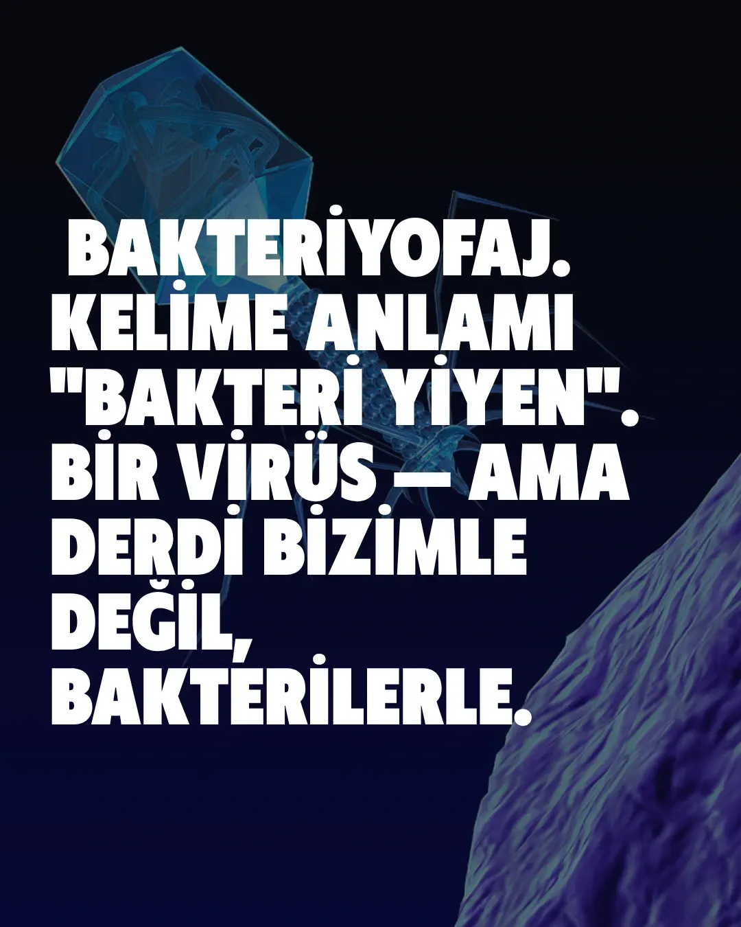 Karşınızda bakteriyofaj: "bakteri yiyen" virüs. Gezegendeki en kalabalık canlı — sayıları evrendeki tüm yıldızlardan kat kat fazla ve şu an milyarlarcası senin içinde sessizce bakteri avlıyor.
Avlanışı tam bir bilim kurgu sahnesi: bir bakteriye iniyor, örümcek bacaklarıyla kenetleniyor, DNA'sını şırınga ediyor ve hücreyi kendi kopyalarını basan bir fabrikaya çeviriyor. İş bitince de bakteriyi içeriden patlatıyor.
En çarpıcı kısmı şu: antibiyotiklerin pes ettiği dirençli bakterilere karşı bilim artık bu avcıları silah olarak kullanıyor. Adı faj terapisi — ve bu fikir Gürcistan'da neredeyse bir asırdır araştırılıyor.
Sen bu minik avcıları ilk kez mi duyuyorsun? 👇