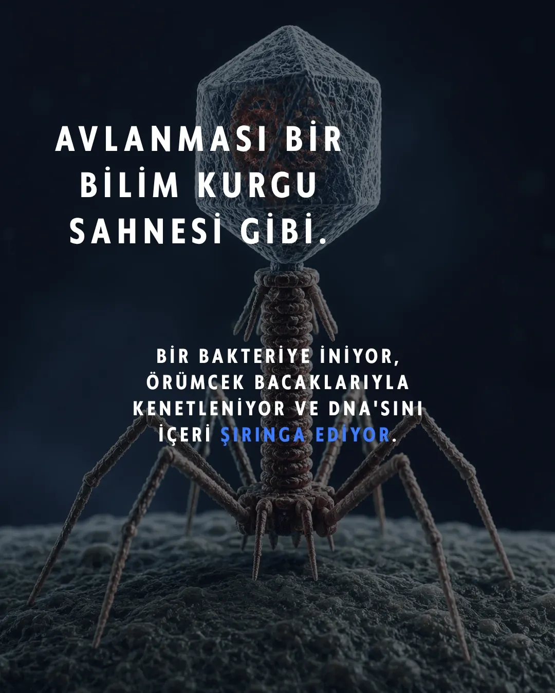 Karşınızda bakteriyofaj: "bakteri yiyen" virüs. Gezegendeki en kalabalık canlı — sayıları evrendeki tüm yıldızlardan kat kat fazla ve şu an milyarlarcası senin içinde sessizce bakteri avlıyor.
Avlanışı tam bir bilim kurgu sahnesi: bir bakteriye iniyor, örümcek bacaklarıyla kenetleniyor, DNA'sını şırınga ediyor ve hücreyi kendi kopyalarını basan bir fabrikaya çeviriyor. İş bitince de bakteriyi içeriden patlatıyor.
En çarpıcı kısmı şu: antibiyotiklerin pes ettiği dirençli bakterilere karşı bilim artık bu avcıları silah olarak kullanıyor. Adı faj terapisi — ve bu fikir Gürcistan'da neredeyse bir asırdır araştırılıyor.
Sen bu minik avcıları ilk kez mi duyuyorsun? 👇