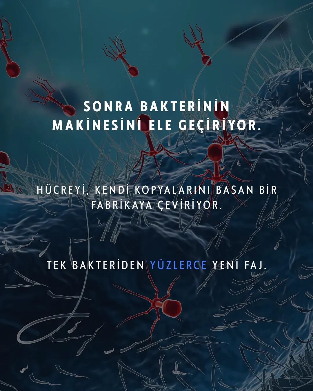Karşınızda bakteriyofaj: "bakteri yiyen" virüs. Gezegendeki en kalabalık canlı — sayıları evrendeki tüm yıldızlardan kat kat fazla ve şu an milyarlarcası senin içinde sessizce bakteri avlıyor.
Avlanışı tam bir bilim kurgu sahnesi: bir bakteriye iniyor, örümcek bacaklarıyla kenetleniyor, DNA'sını şırınga ediyor ve hücreyi kendi kopyalarını basan bir fabrikaya çeviriyor. İş bitince de bakteriyi içeriden patlatıyor.
En çarpıcı kısmı şu: antibiyotiklerin pes ettiği dirençli bakterilere karşı bilim artık bu avcıları silah olarak kullanıyor. Adı faj terapisi — ve bu fikir Gürcistan'da neredeyse bir asırdır araştırılıyor.
Sen bu minik avcıları ilk kez mi duyuyorsun? 👇