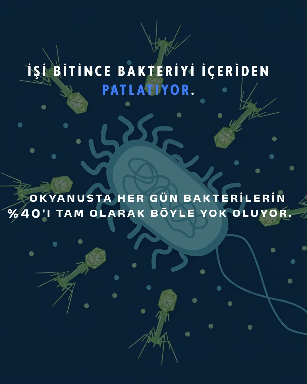 Karşınızda bakteriyofaj: "bakteri yiyen" virüs. Gezegendeki en kalabalık canlı — sayıları evrendeki tüm yıldızlardan kat kat fazla ve şu an milyarlarcası senin içinde sessizce bakteri avlıyor.
Avlanışı tam bir bilim kurgu sahnesi: bir bakteriye iniyor, örümcek bacaklarıyla kenetleniyor, DNA'sını şırınga ediyor ve hücreyi kendi kopyalarını basan bir fabrikaya çeviriyor. İş bitince de bakteriyi içeriden patlatıyor.
En çarpıcı kısmı şu: antibiyotiklerin pes ettiği dirençli bakterilere karşı bilim artık bu avcıları silah olarak kullanıyor. Adı faj terapisi — ve bu fikir Gürcistan'da neredeyse bir asırdır araştırılıyor.
Sen bu minik avcıları ilk kez mi duyuyorsun? 👇