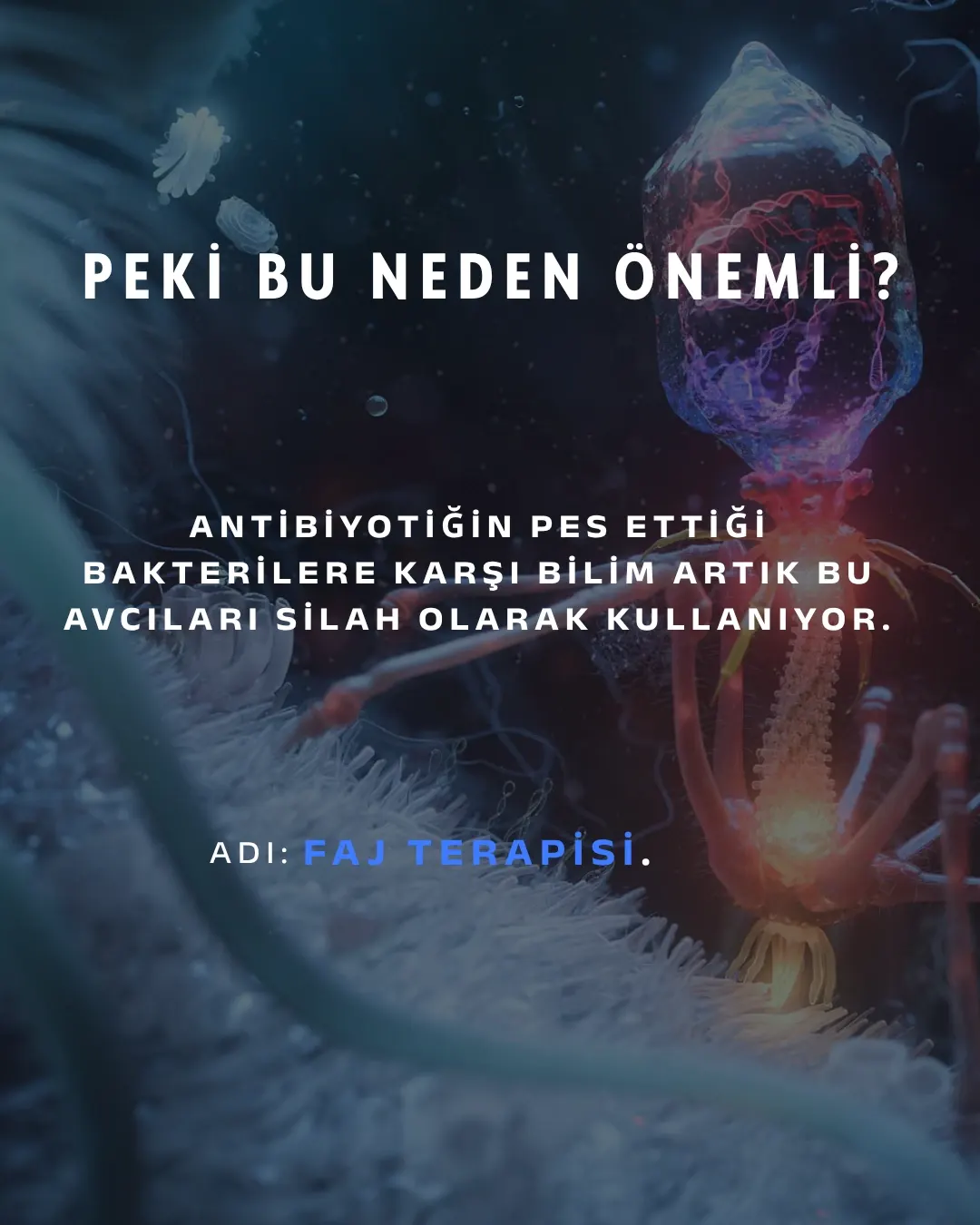 Karşınızda bakteriyofaj: "bakteri yiyen" virüs. Gezegendeki en kalabalık canlı — sayıları evrendeki tüm yıldızlardan kat kat fazla ve şu an milyarlarcası senin içinde sessizce bakteri avlıyor.
Avlanışı tam bir bilim kurgu sahnesi: bir bakteriye iniyor, örümcek bacaklarıyla kenetleniyor, DNA'sını şırınga ediyor ve hücreyi kendi kopyalarını basan bir fabrikaya çeviriyor. İş bitince de bakteriyi içeriden patlatıyor.
En çarpıcı kısmı şu: antibiyotiklerin pes ettiği dirençli bakterilere karşı bilim artık bu avcıları silah olarak kullanıyor. Adı faj terapisi — ve bu fikir Gürcistan'da neredeyse bir asırdır araştırılıyor.
Sen bu minik avcıları ilk kez mi duyuyorsun? 👇