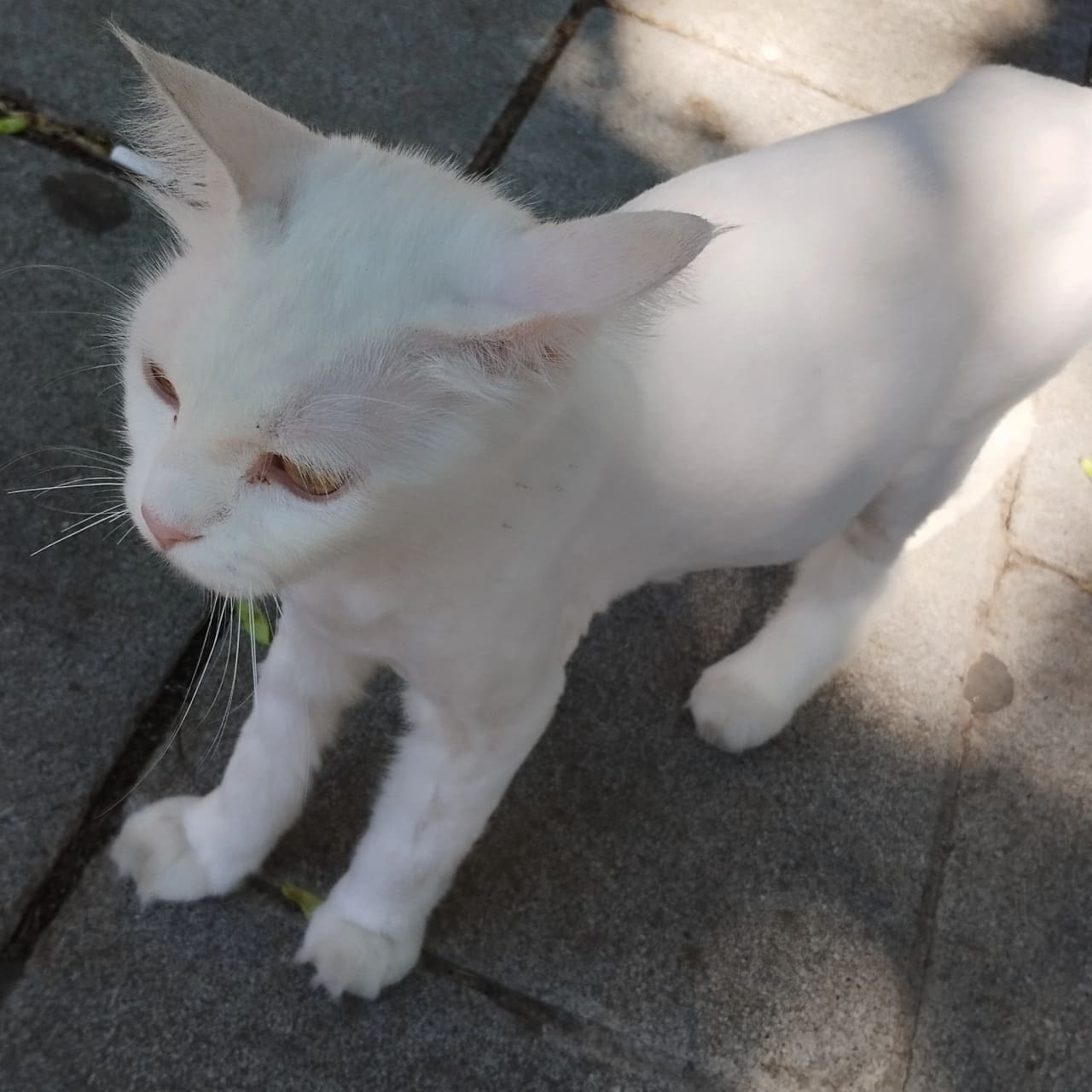 Özet geçiyorum 🐾🌲