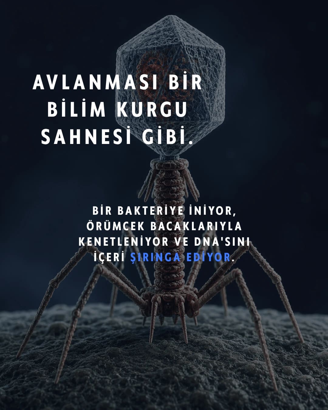 Karşınızda bakteriyofaj: "bakteri yiyen" virüs. Gezegendeki en kalabalık canlı — sayıları evrendeki tüm yıldızlardan kat kat fazla ve şu an milyarlarcası senin içinde sessizce bakteri avlıyor.

Avlanışı tam bir bilim kurgu sahnesi: bir bakteriye iniyor, örümcek bacaklarıyla kenetleniyor, DNA'sını şırınga ediyor ve hücreyi kendi kopyalarını basan bir fabrikaya çeviriyor. İş bitince de bakteriyi içeriden patlatıyor.

En çarpıcı kısmı şu: antibiyotiklerin pes ettiği dirençli bakterilere karşı bilim artık bu avcıları silah olarak kullanıyor. Adı faj terapisi — ve bu fikir Gürcistan'da neredeyse bir asırdır araştırılıyor.

Sen bu minik avcıları ilk kez mi duyuyorsun? 👇