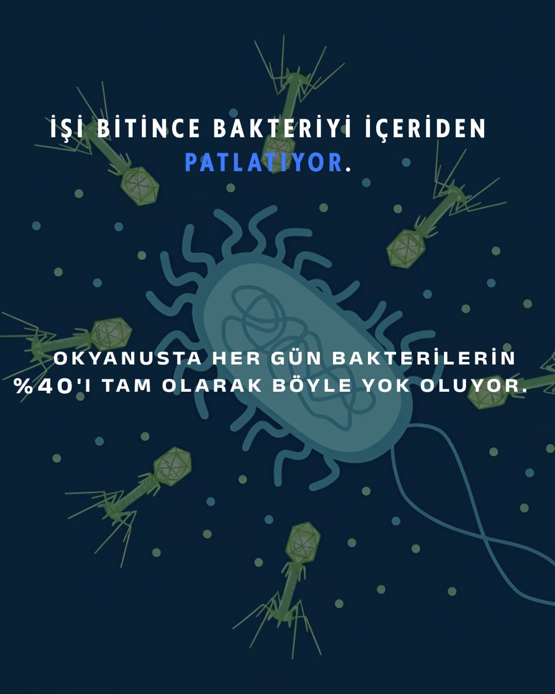 Karşınızda bakteriyofaj: "bakteri yiyen" virüs. Gezegendeki en kalabalık canlı — sayıları evrendeki tüm yıldızlardan kat kat fazla ve şu an milyarlarcası senin içinde sessizce bakteri avlıyor.

Avlanışı tam bir bilim kurgu sahnesi: bir bakteriye iniyor, örümcek bacaklarıyla kenetleniyor, DNA'sını şırınga ediyor ve hücreyi kendi kopyalarını basan bir fabrikaya çeviriyor. İş bitince de bakteriyi içeriden patlatıyor.

En çarpıcı kısmı şu: antibiyotiklerin pes ettiği dirençli bakterilere karşı bilim artık bu avcıları silah olarak kullanıyor. Adı faj terapisi — ve bu fikir Gürcistan'da neredeyse bir asırdır araştırılıyor.

Sen bu minik avcıları ilk kez mi duyuyorsun? 👇