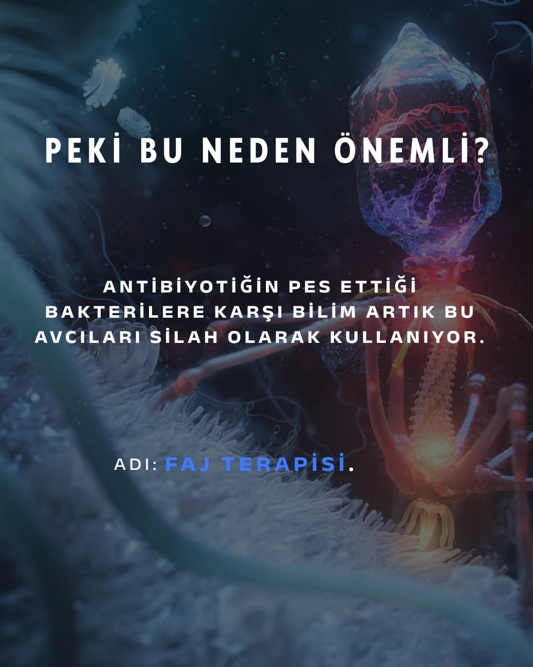 Karşınızda bakteriyofaj: "bakteri yiyen" virüs. Gezegendeki en kalabalık canlı — sayıları evrendeki tüm yıldızlardan kat kat fazla ve şu an milyarlarcası senin içinde sessizce bakteri avlıyor.

Avlanışı tam bir bilim kurgu sahnesi: bir bakteriye iniyor, örümcek bacaklarıyla kenetleniyor, DNA'sını şırınga ediyor ve hücreyi kendi kopyalarını basan bir fabrikaya çeviriyor. İş bitince de bakteriyi içeriden patlatıyor.

En çarpıcı kısmı şu: antibiyotiklerin pes ettiği dirençli bakterilere karşı bilim artık bu avcıları silah olarak kullanıyor. Adı faj terapisi — ve bu fikir Gürcistan'da neredeyse bir asırdır araştırılıyor.

Sen bu minik avcıları ilk kez mi duyuyorsun? 👇